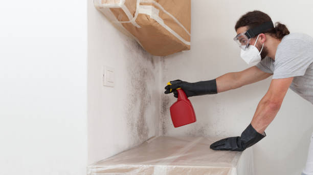 Professional Mold Cleanup technician working in East Northport, NY