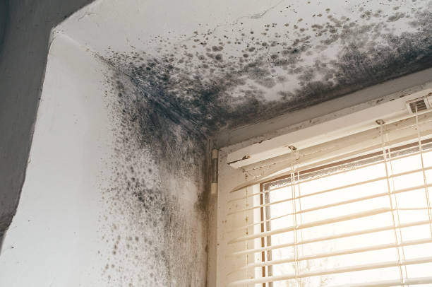 Affordable Mold Cleanup solutions in East Northport, NY
